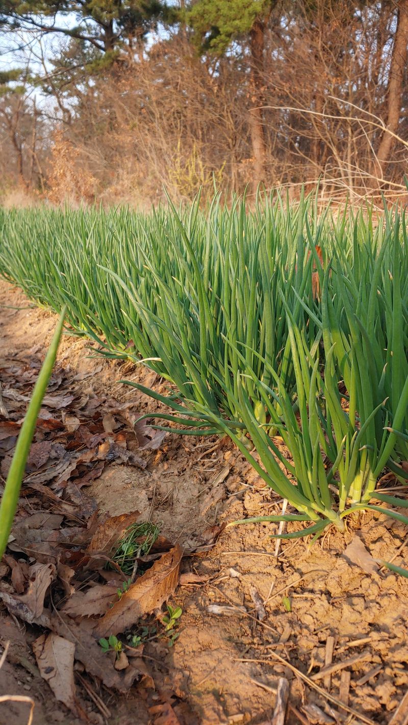 조새힘님의 장터 판매 상품 [태안군 토종쪽파 종자용 1kg] 첨부 사진