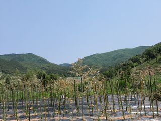 김민수산에서농사중님의 자유주제 · 자유게시판 작성글 사진
