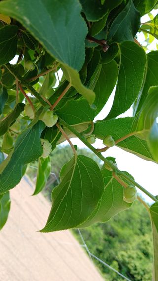 초보텃밭님의 자유주제 · 자유게시판 작성글 사진