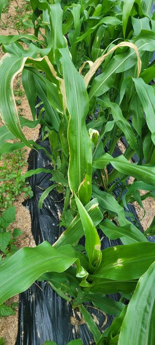 이태희님의 옥수수 · 병해충상담 작성글 사진