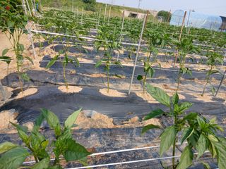 최남옥님의 자유주제 · 자유게시판 작성글 사진