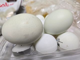 들꽃농장님의 자유주제 · 자유게시판 작성글 사진