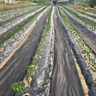 권춘화님의 농사, 무엇이든 물어보세요! · 참여글 작성글 사진