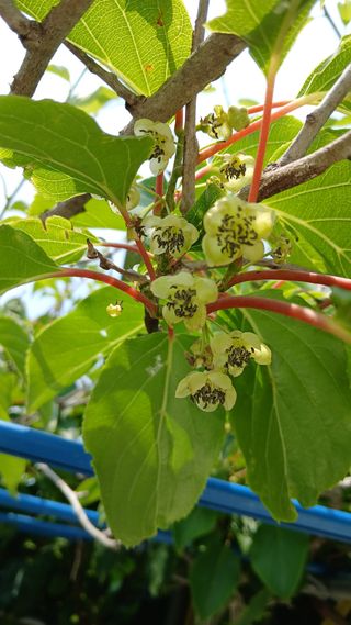 초보텃밭님의 자유주제 · 자유게시판 작성글 사진