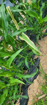 팜모닝 옥수수·병해충상담 게시글 이미지