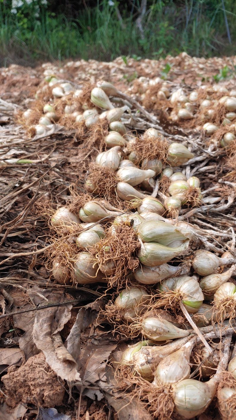 장터 상품 [태안군 토종쪽파 종자용 1kg] 썸네일