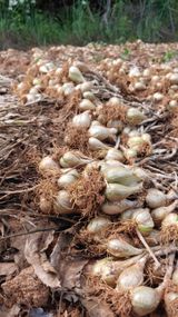 팜모닝 · 게시글 이미지