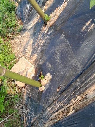 김민수산에서농사중님의 자유주제 · 자유게시판 작성글 사진