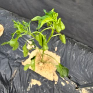 권춘화님의 농사, 무엇이든 물어보세요! · 참여글 작성글 사진