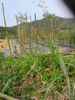 김민수산에서농사중님의 자유주제 · 자유게시판 작성글 사진