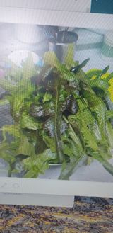 팜모닝 농사, 무엇이든 물어보세요!·참여글 게시글 이미지