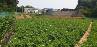 진상미1128님의 농사, 무엇이든 물어보세요! · 참여글 작성글 사진