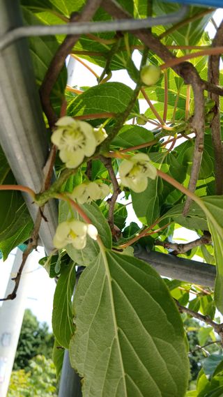 초보텃밭님의 자유주제 · 자유게시판 작성글 사진