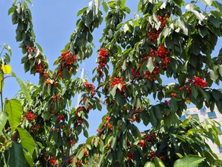 우리농원님의 자유주제 · 자유게시판 작성글 사진