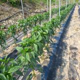 팜모닝 · 게시글 이미지