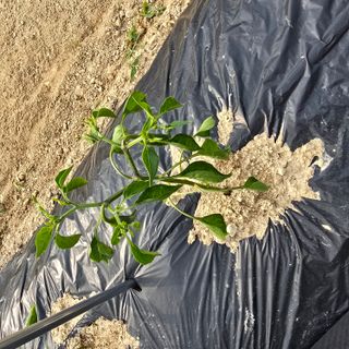 권춘화님의 농사, 무엇이든 물어보세요! · 참여글 작성글 사진