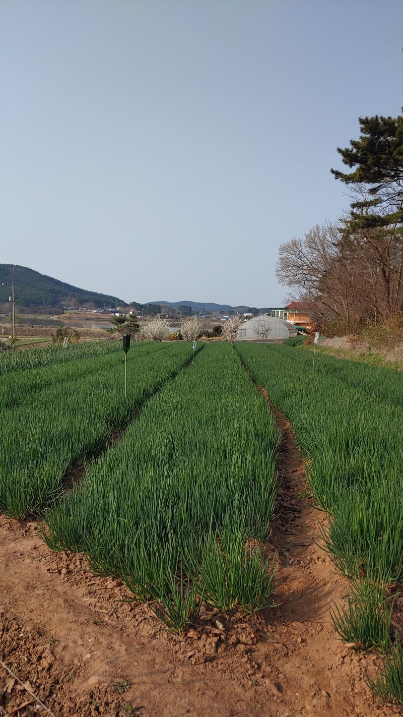 조새힘님의 장터 판매 상품 [태안군 토종쪽파 종자용 1kg] 첨부 사진