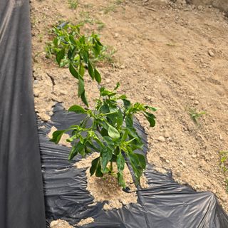 권춘화님의 농사, 무엇이든 물어보세요! · 참여글 작성글 사진