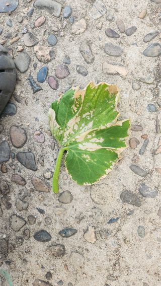 이중화님의 호박 · 병해충상담 작성글 사진