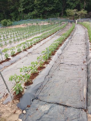 전국하님의 자유주제 · 자유게시판 작성글 사진