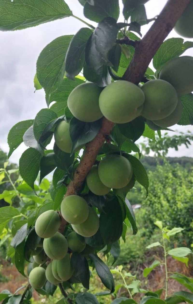 장터 상품 [대전친한경매실 10kg 1박스] 썸네일