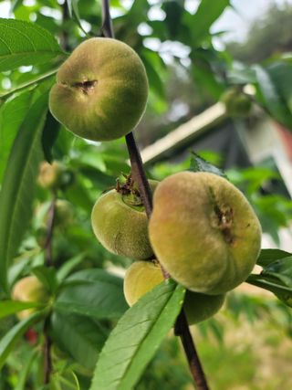 김안식~납작복숭아님의 자유주제 · 자유게시판 작성글 사진