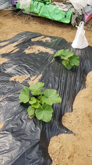 써니님의 자유주제 · 자유게시판 작성글 사진