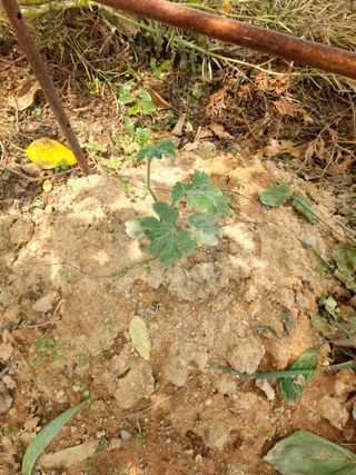 아산님의 자유주제 · 자유게시판 작성글 사진