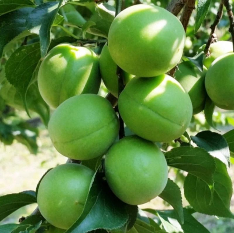 포도17654님의 장터 판매 상품 [대전친한경매실 10kg 1박스] 첨부 사진