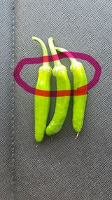 팜모닝 농사, 무엇이든 물어보세요!·참여글 게시글 이미지