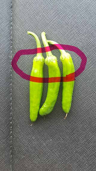 양주촌로님의 농사, 무엇이든 물어보세요! · 참여글 작성글 사진