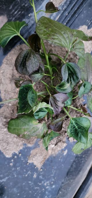 지안님의 농사, 무엇이든 물어보세요! · 참여글 작성글 사진