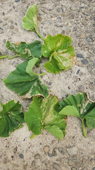 이중화님의 호박 · 병해충상담 작성글 사진