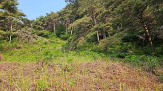 늘푸른농장님의 작성글 사진