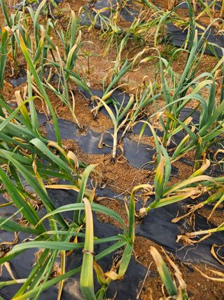 김기만님의 마늘 · 병해충상담 작성글 사진