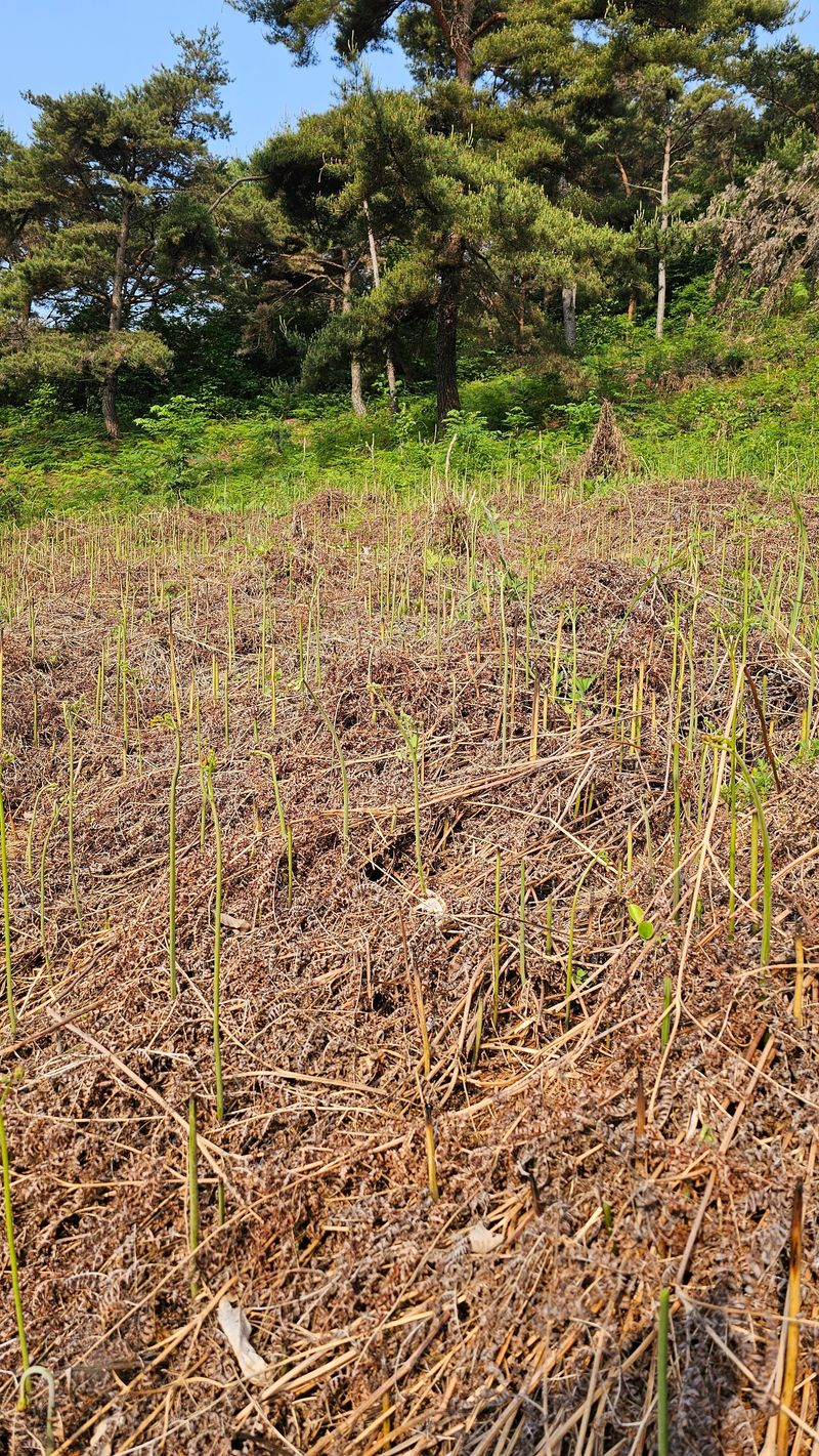 늘푸른농장님의 장터 판매 상품 [자연산 건고사리 650g 한근 주문 받아용 품절입니다 이용해주셔서 감사합니다] 첨부 사진