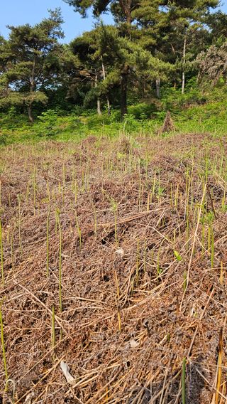 늘푸른농장님의 작성글 사진