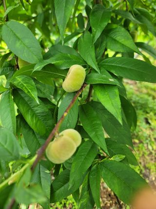 김안식~납작복숭아님의 자유주제 · 자유게시판 작성글 사진
