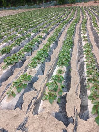 전국하님의 자유주제 · 자유게시판 작성글 사진