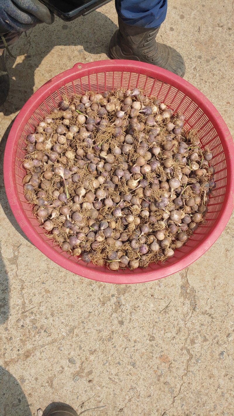 조새힘님의 장터 판매 상품 [25년 수확한 홍산마늘 단구 외통마늘(종자용) 500g, 1kg] 첨부 사진