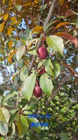 팜모닝 자유주제·자유게시판 게시글 이미지