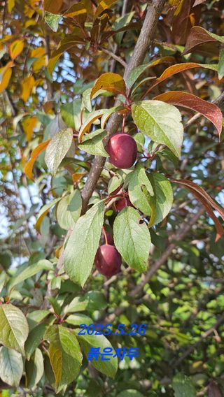 김인곤님의 자유주제 · 자유게시판 작성글 사진