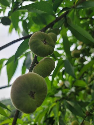 김안식~납작복숭아님의 자유주제 · 자유게시판 작성글 사진