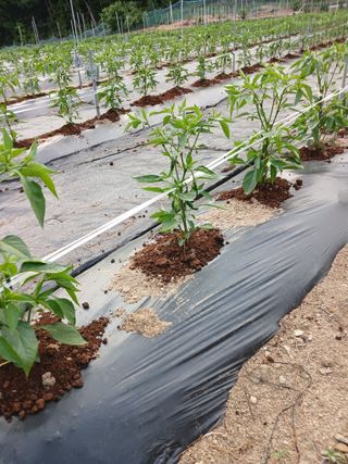 전국하님의 자유주제 · 자유게시판 작성글 사진