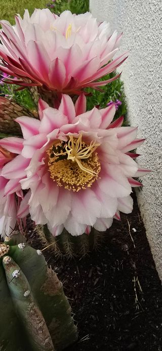 보문거사님의 자유주제 · 자유게시판 작성글 사진