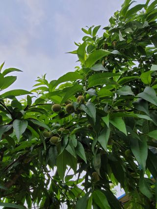 김안식~납작복숭아님의 자유주제 · 자유게시판 작성글 사진