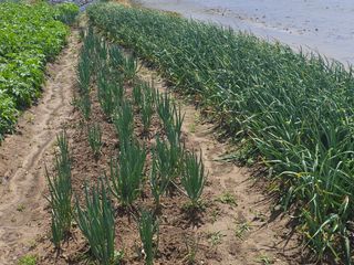 오영관님의 자유주제 · 자유게시판 작성글 사진