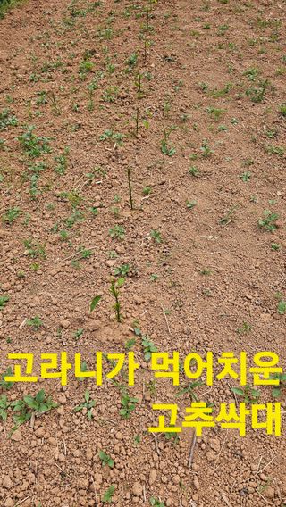 장철식님의 자유주제 · 사진전 작성글 사진