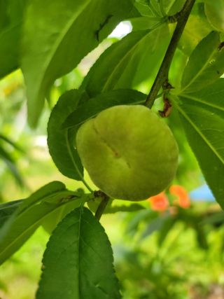 김안식~납작복숭아님의 자유주제 · 자유게시판 작성글 사진