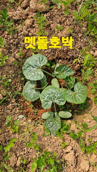 장철식님의 자유주제 · 사진전 작성글 사진